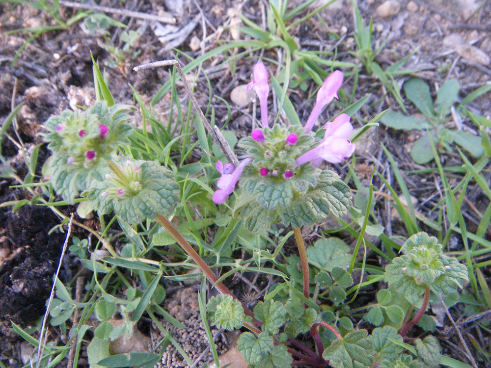 Lamium Amplexicaule (Ortiga mansa)